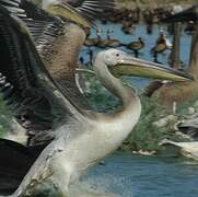 Great White Pelican