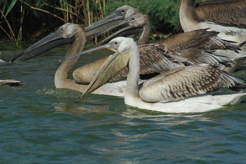 Great White Pelican