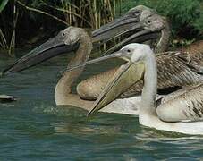 Great White Pelican