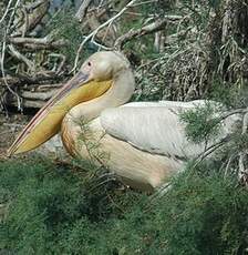 Pélican blanc