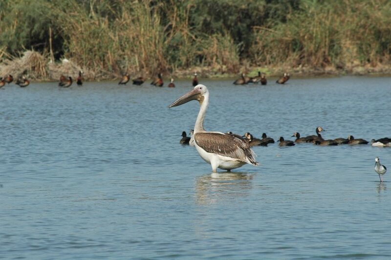 Great White Pelican