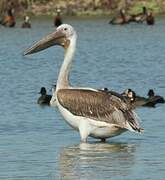 Great White Pelican