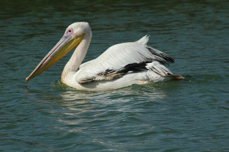 Great White Pelican