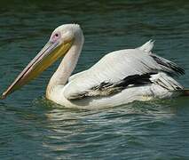 Great White Pelican