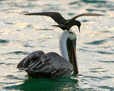 Brown Pelican