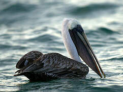 Brown Pelican