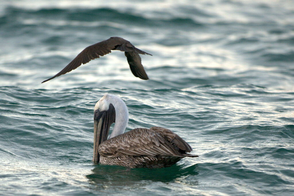 Brown Pelican