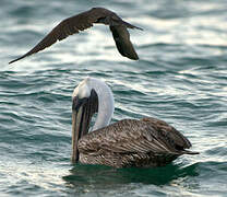 Brown Pelican