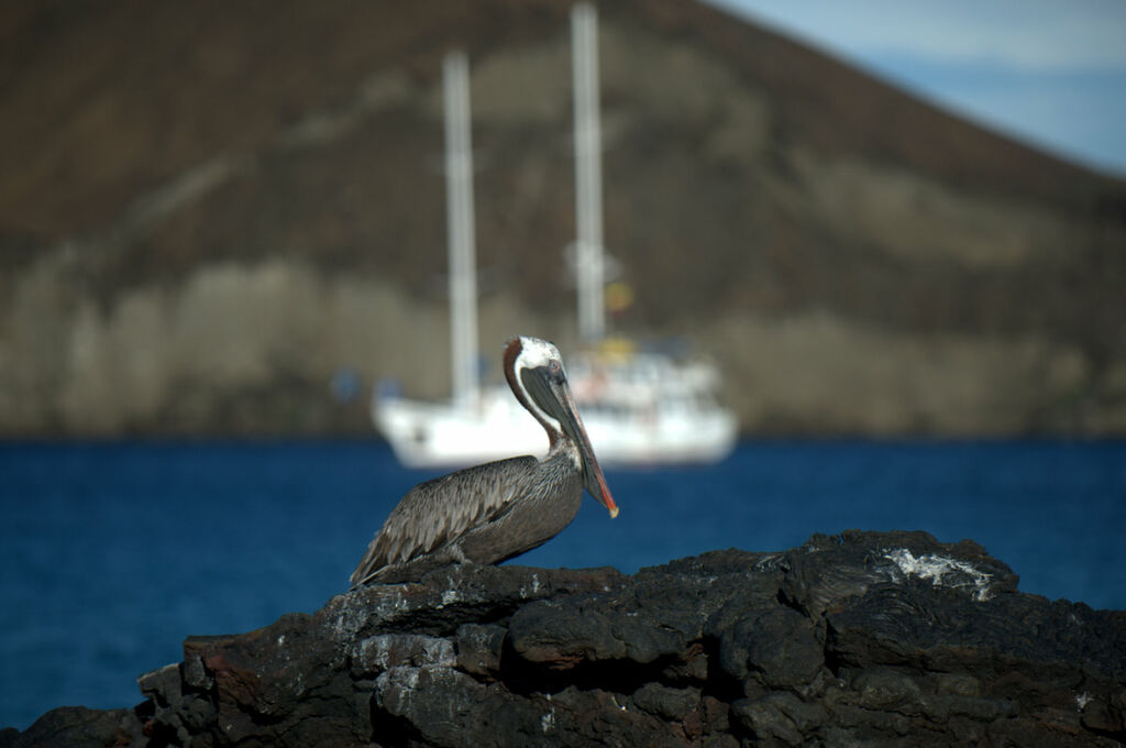 Brown Pelican