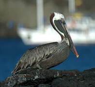 Brown Pelican