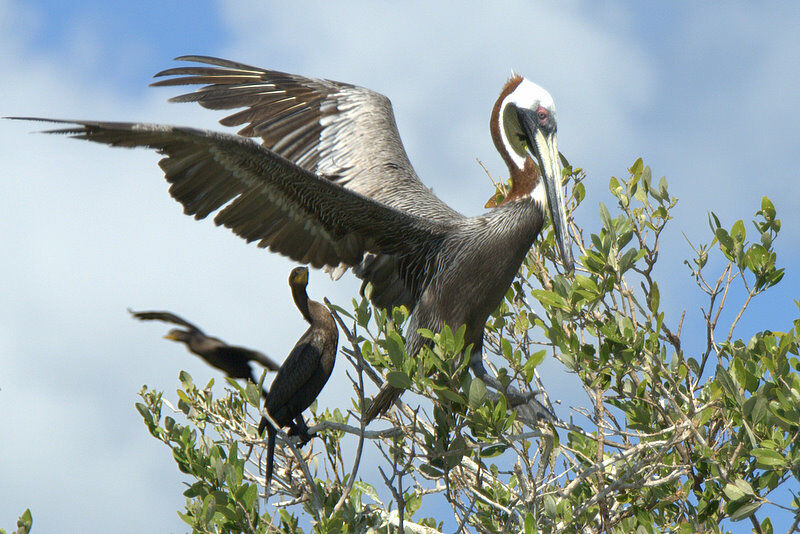 Brown Pelican