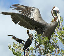 Brown Pelican