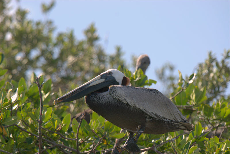 Brown Pelican