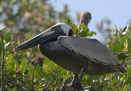 Brown Pelican