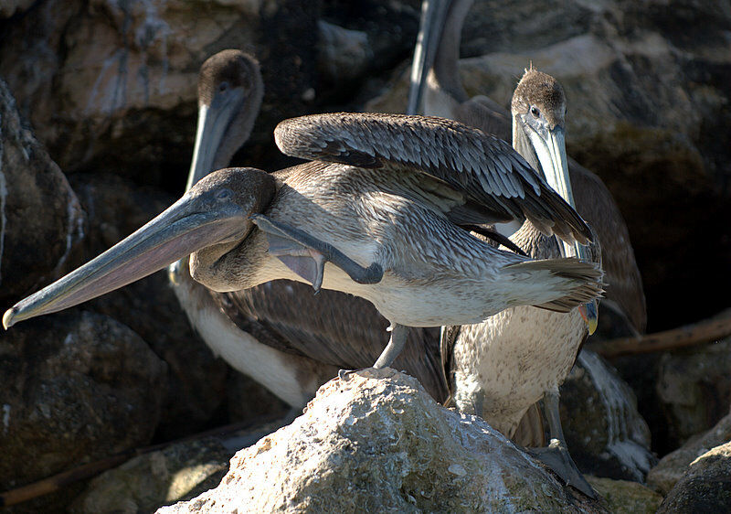 Brown Pelican