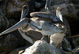 Brown Pelican