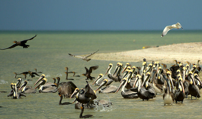 Brown Pelican