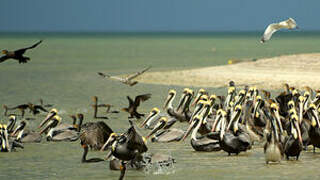 Brown Pelican