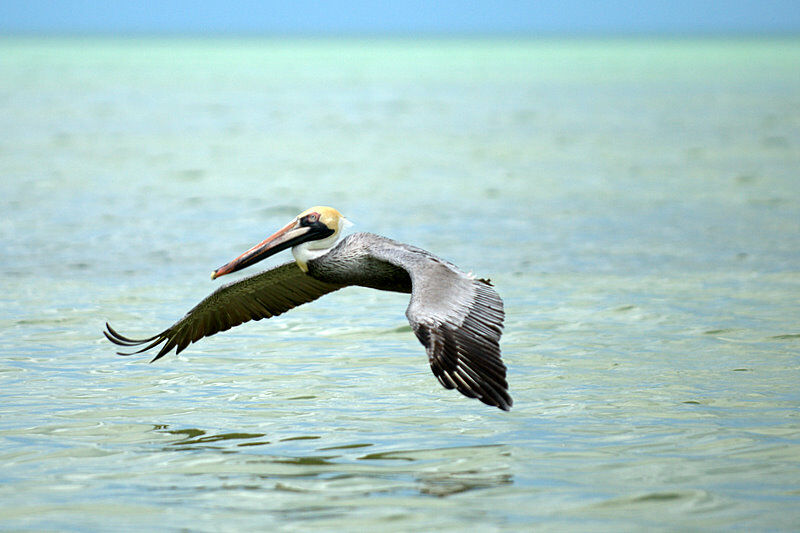 Brown Pelican, Flight