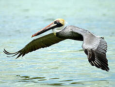 Brown Pelican