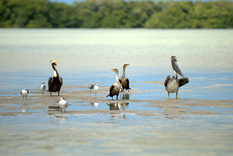 Brown Pelican