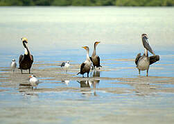 Brown Pelican