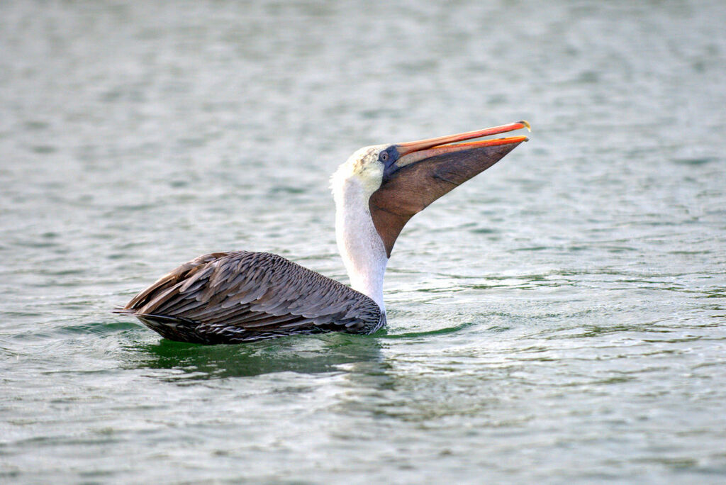 Brown Pelican