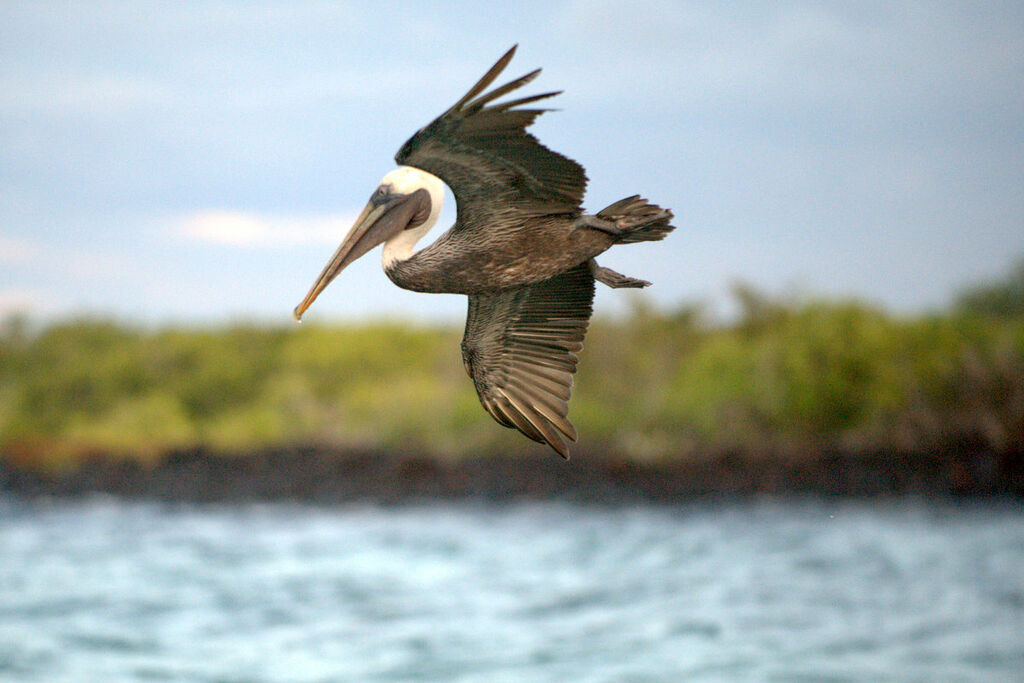 Brown Pelican, Flight