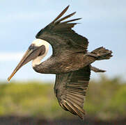 Brown Pelican