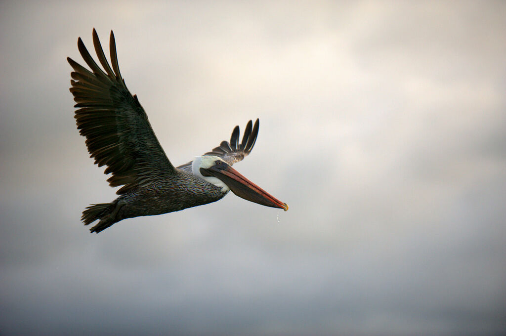 Brown Pelican, Flight