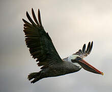 Brown Pelican