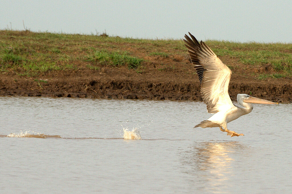 Pink-backed Pelican