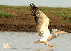 Pink-backed Pelican