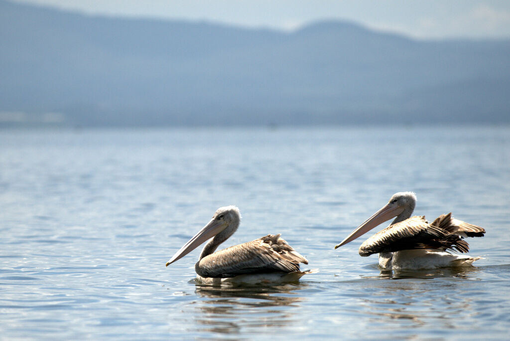 Pink-backed Pelican