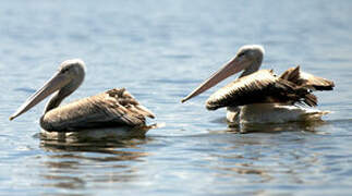 Pink-backed Pelican