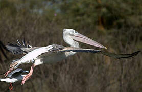 Pink-backed Pelican