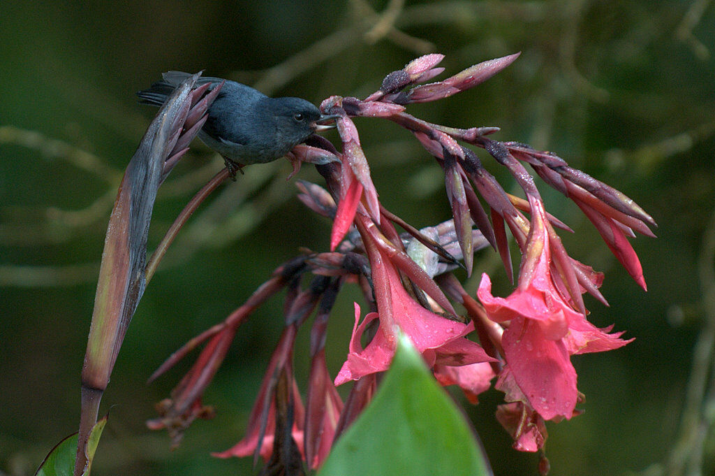 Slaty Flowerpiercer