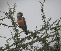 Red-bellied Parrot