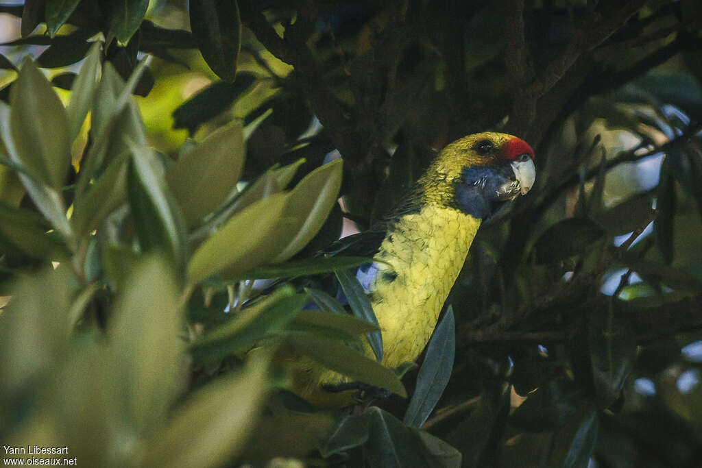 Green Rosella, feeding habits