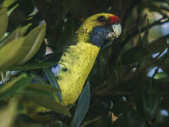 Green Rosella