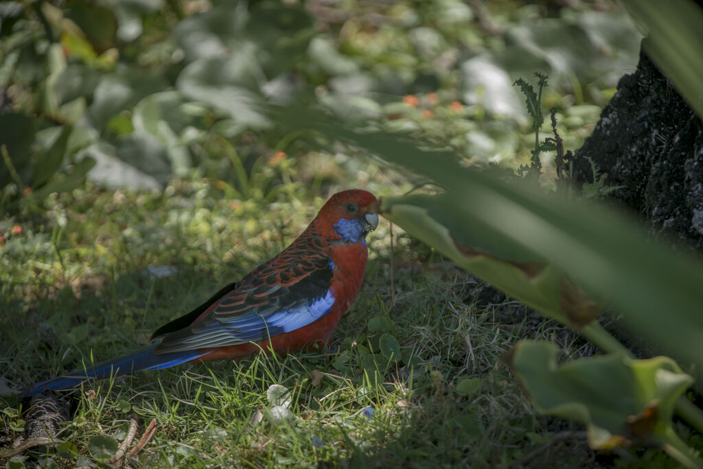 Crimson Rosella