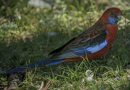 Crimson Rosella