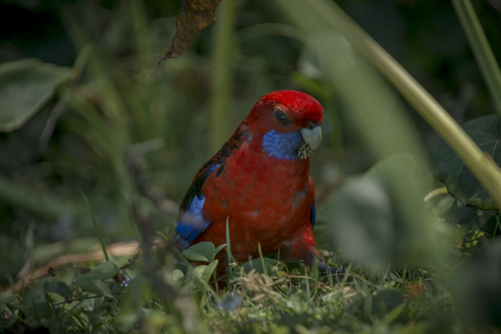 Perruche de Pennant