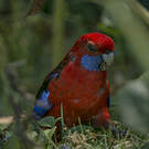 Perruche de Pennant