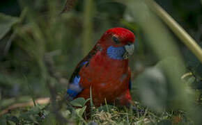 Crimson Rosella