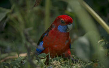 Perruche de Pennant