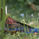 Perruche de Pennant