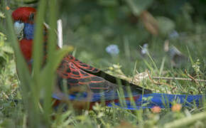 Crimson Rosella