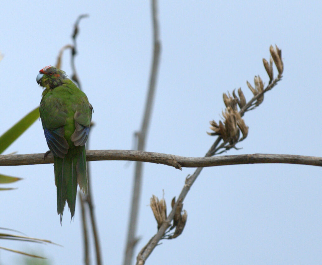 Red-crowned Parakeet