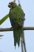 Red-crowned Parakeet